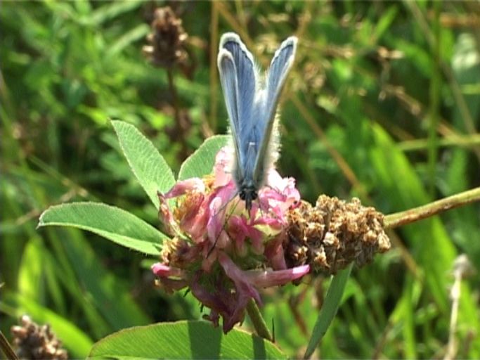 Hauhechelbläuling ( Polyommatus icarus ), Männchen : Am Niederrhein, Biotop, 06.08.2004